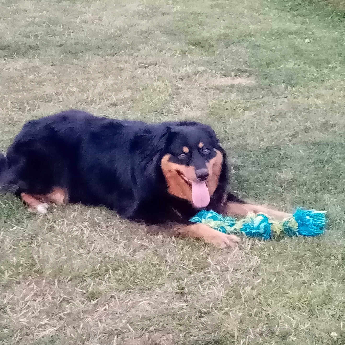 Nala