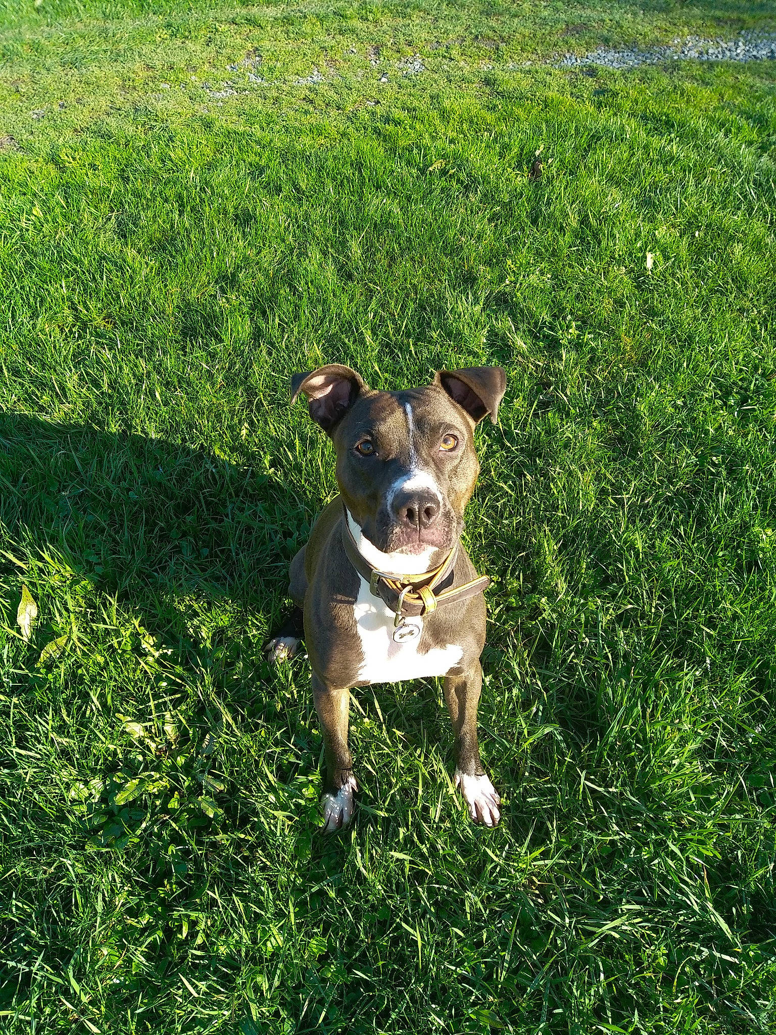 Princesse participe au concours pour gagner de l'argent avec cette photo : carnivore, collar, companion_dog, dog, dog_breed, dog_collar, field, grass, grassland, groundcover, lawn, meadow, pasture, plant, shrub, tail, terrier, toy_dog, whiskers, working_animal