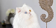 Ulysse a rejoint le concours — aidez-le/la à gagner de superbes lots ! cat, white_cat, fluffy, heterochromia, blue_eye, amber_eye, pet, indoor, decor, seahorse_sculpture, curious, sitting, feline, animal, household, closeup, portrait, furniture, minimalist, artistic