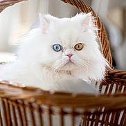 Ulysse a rejoint le concours — aidez-le/la à gagner de superbes lots ! cat, white_cat, heterochromia, blue_eye, yellow_eye, fluffy, basket, woven_basket, pet, animal, indoor, closeup, portrait, feline, cute, soft_light, fur, whiskers, domestic_cat, relaxing
