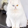 Ulysse a rejoint le concours — aidez-le/la à gagner de superbes lots ! cat, white_cat, fluffy, heterochromia, blue_eye, amber_eye, pet, animal, feline, indoor, portrait, sitting, cute, domestic_cat, whiskers, fur, face, closeup, table, soft_light