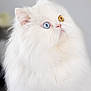 Ulysse a rejoint le concours — aidez-le/la à gagner de superbes lots ! cat, white_cat, fluffy, long_hair, heterochromia, blue_eye, amber_eye, pet, animal, feline, close_up, portrait, indoor, cute, curious, soft_light, whiskers, nose, ears, face