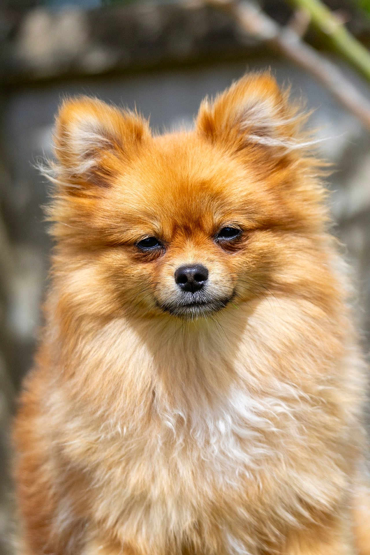 Jessy participe au concours pour gagner de l'argent avec cette photo : dog, pomeranian, fluffy, pet, animal, portrait, fur, cute, outdoor, closeup, golden, mammal, face, ears, nose, whiskers, expression, nature, background, domestic
