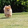 Jessy a rejoint le concours — aidez-le/la à gagner de superbes lots ! dog, pomeranian, running, grass, outdoor, pet, canine, happy, fluffy, sunlight, nature, greenery, animal, playful, fur, small_dog, summer, garden, cute, active