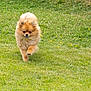 Jessy a rejoint le concours — aidez-le/la à gagner de superbes lots ! dog, pomeranian, fluffy, grass, greenery, yellow_flowers, outdoor, walking, pet, animal, cute, small_dog, nature, fur, canine, mammal, daylight, lawn, playful, adorable