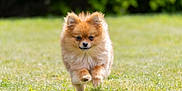 Jessy a rejoint le concours — aidez-le/la à gagner de superbes lots ! dog, pomeranian, puppy, running, grass, outdoor, pet, animal, fluffy, cute, small_dog, nature, greenery, sunlight, happy, fur, ears, walking, playful, adorable