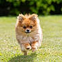dog, pomeranian, puppy, running, grass, outdoor, pet, animal, fluffy, cute, small_dog, nature, greenery, sunlight, happy, fur, ears, walking, playful, adorable