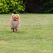 Jessy participe au concours pour gagner de l'argent avec cette photo : dog, pomeranian, grass, lawn, greenery, outdoor, pet, animal, fur, small_dog, walking, nature, bushes, cute, fluffy, canine, mammal, daylight, park, garden