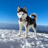 Leïka participe au concours pour gagner de l'argent avec cette photo : adventure, animal, blue_sky, canine, cold, daylight, dog, fur, husky, landscape, mountain, nature, outdoor, pet, portrait, sky, snow, standing, tongue, winter