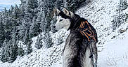 Leïka a rejoint le concours — aidez-le/la à gagner de superbes lots ! animal, blue_sky, cold, dog, forest, frost, harness, husky, landscape, leash, mountain, nature, outdoor, pet, pine_trees, scenery, sky, snow, walking, winter