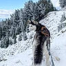 animal, blue_sky, cold, dog, forest, frost, harness, husky, landscape, leash, mountain, nature, outdoor, pet, pine_trees, scenery, sky, snow, walking, winter