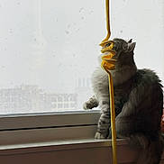 Snowy is registered to the contest to win money with this photo: animal, cat, curious, daylight, feline, fluffy, fur, gloomy, gray, home, indoor, mystery, paw, pet, rain, side_view, sill, twisted, window, yellow_object