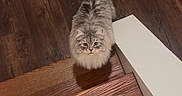 Snowy joined the competition — help win amazing prizes! alert, animal, cat, curious, cute, domestic_cat, ears, feline, flooring, fluffy, gray_cat, home, indoor, looking_up, pet, stairs, tail, whiskers, wooden_floor, wooden_stairs