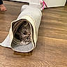 Snowy is registered to the contest to win money with this photo: animal, barefoot, carpet, cat, cozy, curious, curled_up, domestic, door, feline, floor, hiding, home, indoor, pet, playful, rolled_up, soft_lighting, wood_texture, wooden_floor