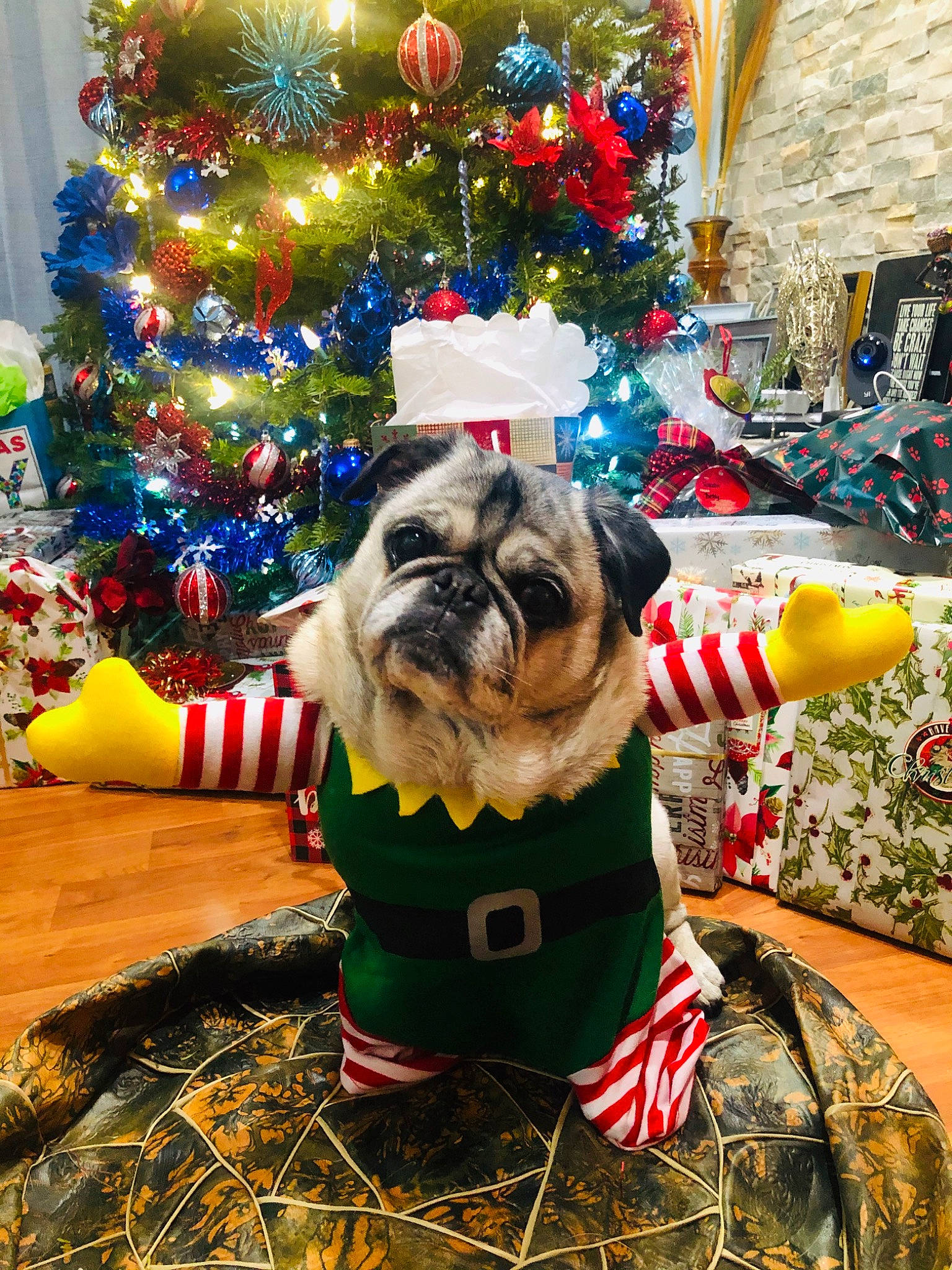 Houston joined the competition — help win amazing prizes! canidae, carnivore, christmas, christmas_decoration, christmas_eve, christmas_ornament, christmas_tree, companion_dog, dog, dog_breed, dog_clothes, event, fawn, holiday, non_sporting_group, pug, shih_tzu, sporting_group, toy_dog, tree