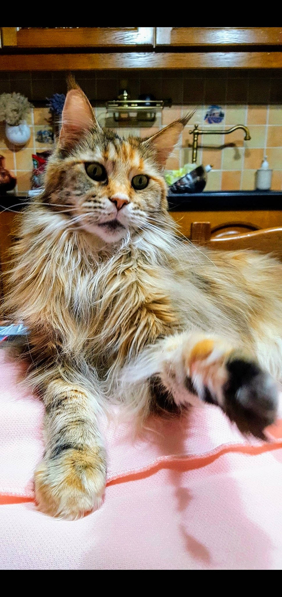 Daisy Princesse participe au concours pour gagner de l'argent avec cette photo : american_bobtail, british_semi_longhair, carnivore, cat, domestic_long_haired_cat, fawn, felidae, fur, kitten, maine_coon, mammal, norwegian_forest_cat, oriental_longhair, pixie_bob, ragamuffin, siberian, small_to_medium_sized_cats, tabby_cat, vertebrate, whiskers