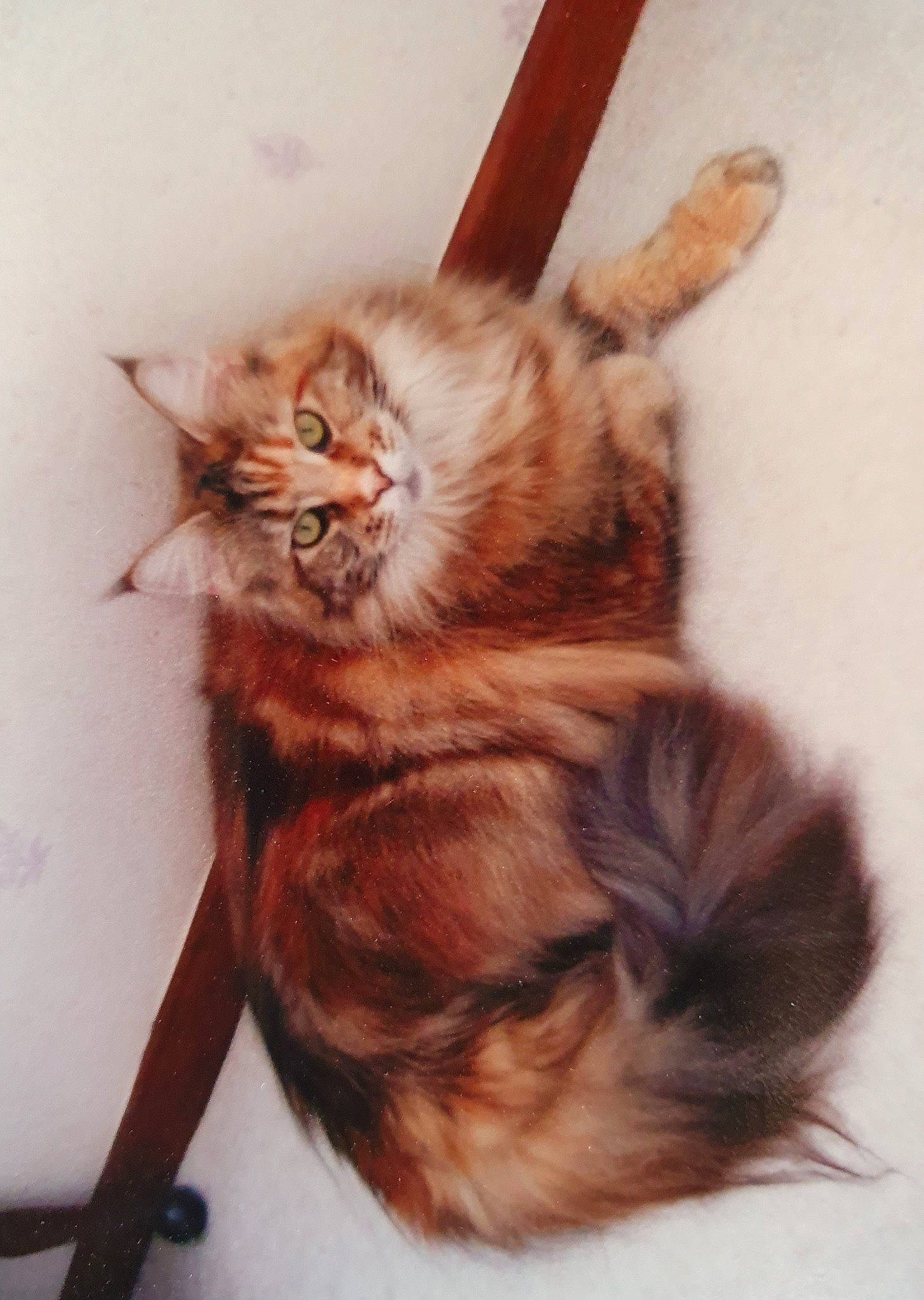 Daisy Princesse a rejoint le concours — aidez-le/la à gagner de superbes lots ! carnivore, cat, domestic_long_haired_cat, ear, felidae, fur, kitten, maine_coon, small_to_medium_sized_cats, somali, tabby_cat, tail, whiskers