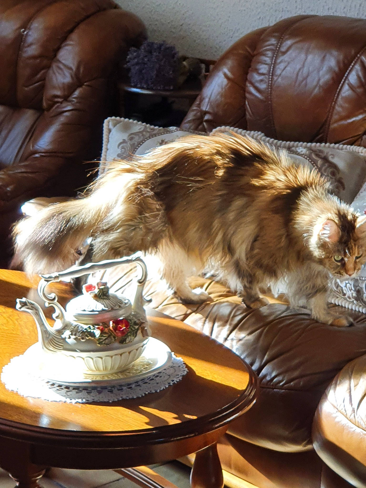 Daisy Princesse participe au concours pour gagner de l'argent avec cette photo : canidae, carnivore, companion_dog, dog, dog_breed, fawn, fur, furniture, sporting_group, tail