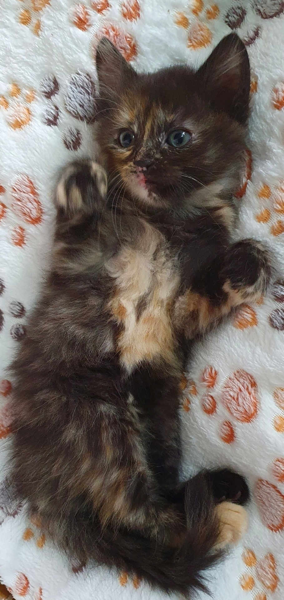 Daisy a rejoint le concours — aidez-le/la à gagner de superbes lots ! kitten, cat, tortoiseshell, furry, pet, animal, cute, lying_down, blanket, paw_prints, soft, whiskers, playful, young, domestic_cat, fur, resting, curious, indoor, cozy