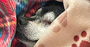Joey is registered to the contest to win money with this photo: animal, black_and_white, blanket, bone_pattern, closeup, comfort, cozy, cute, dog, fleece, fur, indoors, paw_print, pet, plaid, resting, sleeping, snuggled, soft_texture, warm
