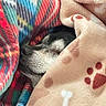 dog, blanket, plaid, fleece, cozy, sleeping, pet, snuggled, paw_print, bone_pattern, closeup, fur, black_and_white, resting, indoors, soft_texture, warm, comfort, cute, animal