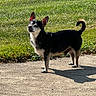 Joey is registered to the contest to win money with this photo: dog, animal, pet, outdoor, sunlight, grass, side_view, black_and_white, small_dog, ears_up, shadow, quiet, nature, daytime, canine, walking_path, close_eyes, standing, fur, calm