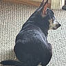 Joey is registered to the contest to win money with this photo: dog, pet, animal, indoor, carpet, black_fur, side_view, ears, tail, door, wood_trim, sunlight, shadow, quiet, resting, domestic, companion, floor, canine, calm