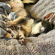 Joey is registered to the contest to win money with this photo: dog, sleeping, blanket, fur, paw, cozy, rest, pet, animal, cute, snug, indoor, relaxation, soft, comfort, chihuahua, closeup, warm, nap, fur_texture