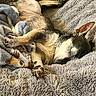 dog, sleeping, blanket, fur, paw, cozy, rest, pet, animal, cute, snug, indoor, relaxation, soft, comfort, chihuahua, closeup, warm, nap, fur_texture