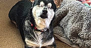 Joey joined the competition — help win amazing prizes! dog, indoor, carpet, blanket, plaid, black_socks, pet, resting, cozy, fur, animal, relaxed, ears, paws, collar, home, comfort, close_up, sleepy, companion