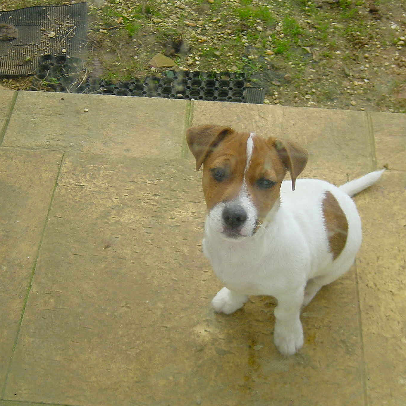 Junior