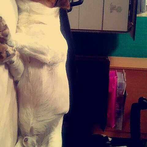 Junior