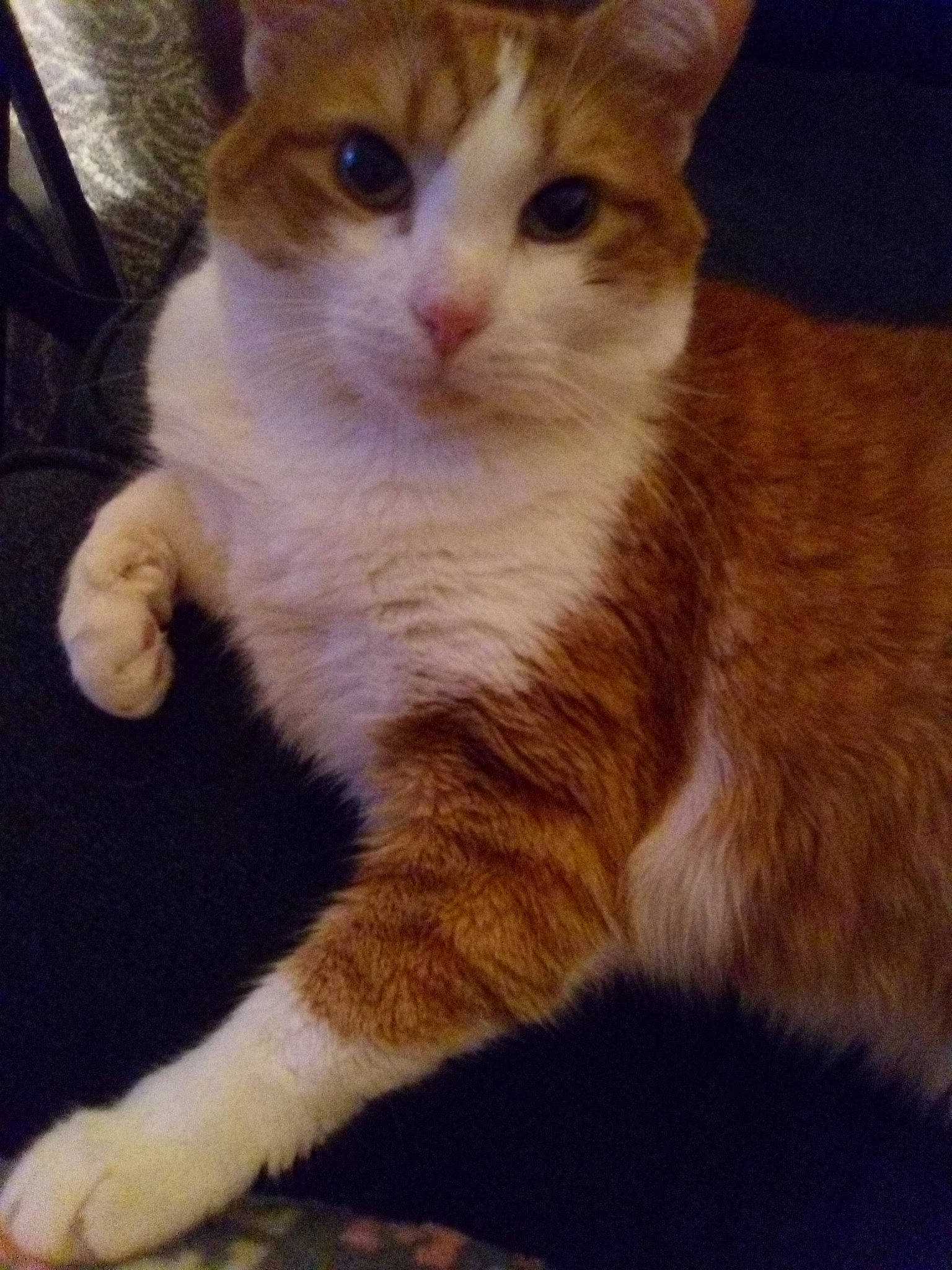 Bobo is registered to the contest to win money with this photo: carnivore, cat, claw, domestic_short_haired_cat, fawn, felidae, fur, paw, sitting, small_to_medium_sized_cats, snout, tail, terrestrial_animal, whiskers, window