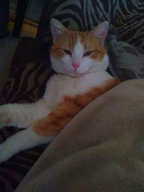 Bobo joined the competition — help win amazing prizes! bed, carnivore, cat, comfort, domestic_short_haired_cat, eye, fawn, felidae, fur, head, human_leg, iris, linens, paw, sitting, small_to_medium_sized_cats, snout, tail, whiskers, wood