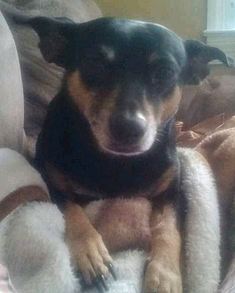 Trouble is registered to the contest to win money with this photo: canidae, carnivore, comfort, companion_dog, dog, dog_breed, ear, fawn, fur, guard_dog, mammal, paw, puppy_love, snout, sporting_group, toy_dog, vertebrate, whiskers, working_animal, working_dog