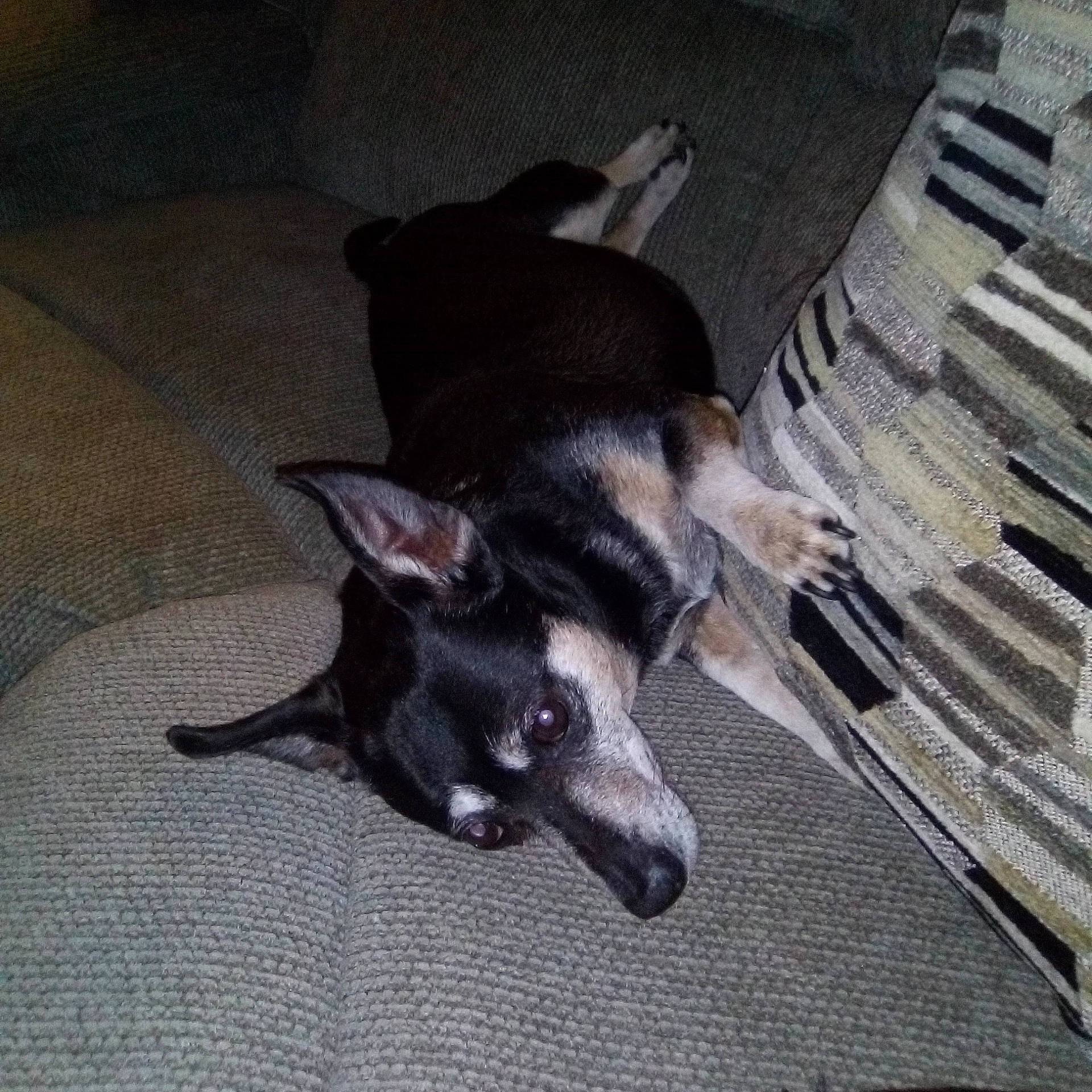 Trouble is registered to the contest to win money with this photo: canidae, carnivore, comfort, companion_dog, cutlery, dog, dog_breed, flooring, fork, fur, grey, kitchen_utensil, non_sporting_group, paw, plate, snout, sporting_group, tableware, tail, working_animal