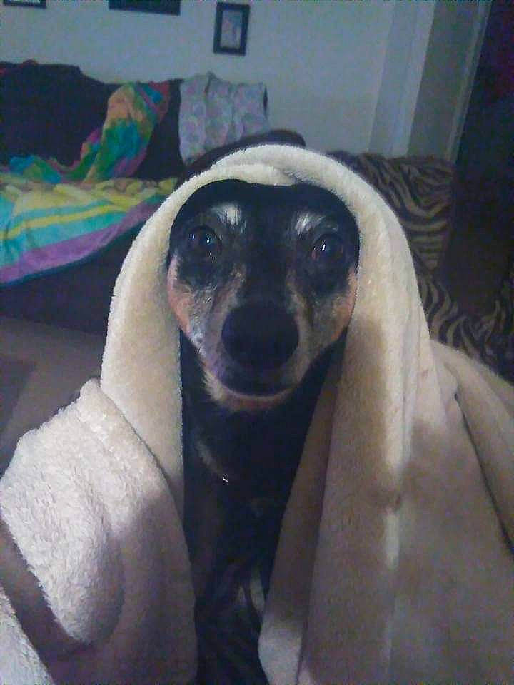 Trouble is registered to the contest to win money with this photo: canidae, carnivore, companion_dog, dog, dog_breed, eye, fawn, fur, grey, head, jaw, marine_mammal, metal, reptile, snout, sporting_group, terrestrial_animal, toy, whiskers, working_animal