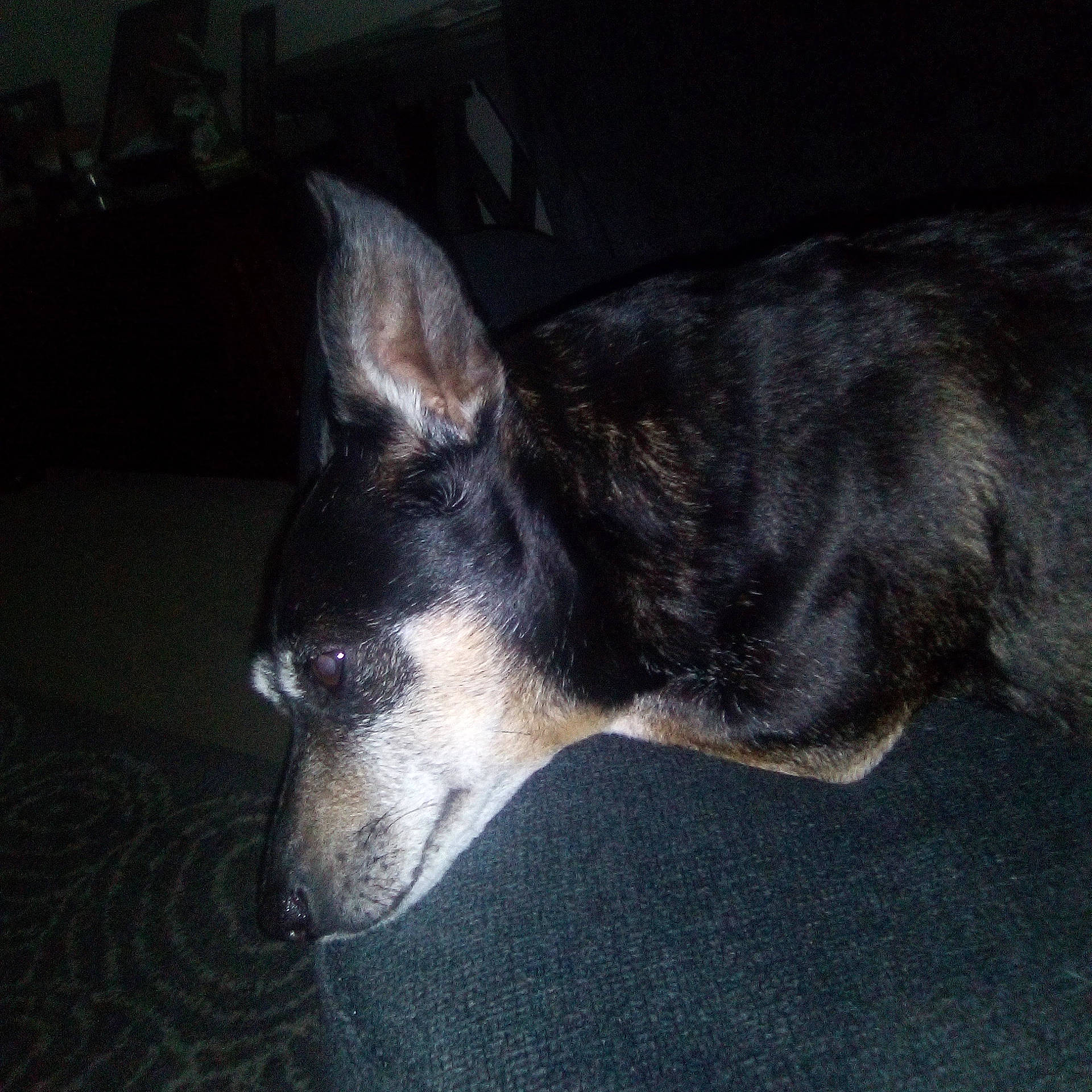 Trouble joined the competition — help win amazing prizes! canidae, carnivore, companion_dog, dog, dog_breed, fur, non_sporting_group, sighthound, snout, sporting_group, terrestrial_animal, whiskers, working_animal, working_dog