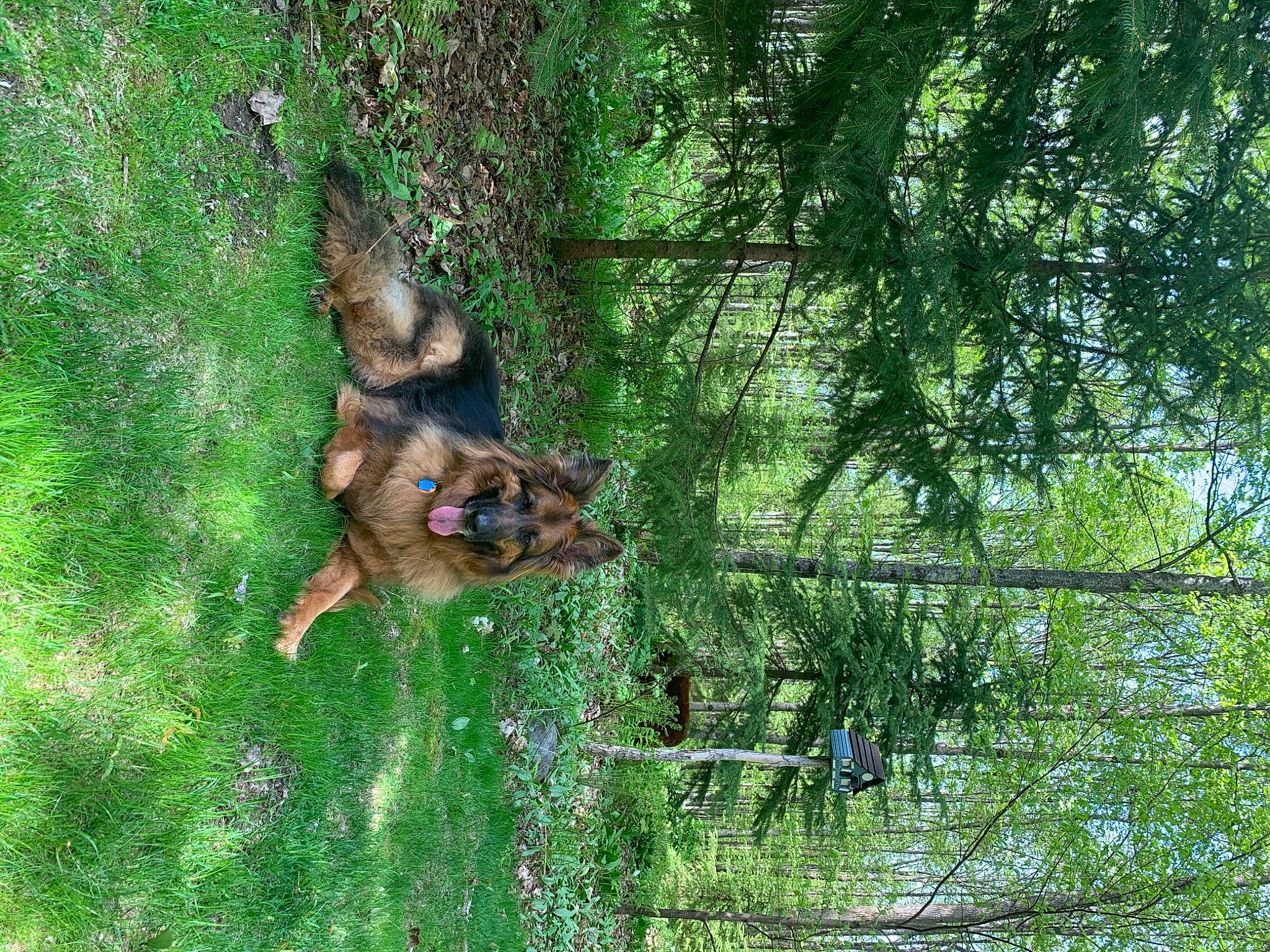 Kato joined the competition — help win amazing prizes! canidae, carnivore, dog, dog_breed, fawn, forest, grass, jungle, old_german_shepherd_dog, people_in_nature, plant, rainforest, sporting_group, tail, terrestrial_animal, tree, trunk, wildlife, window, working_dog