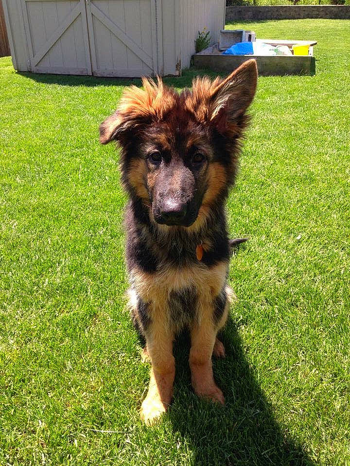 Kato is registered to the contest to win money with this photo: canidae, carnivore, companion_dog, dog, dog_breed, grass, herding_dog, lawn, plant, snout, sporting_group, working_animal, working_dog