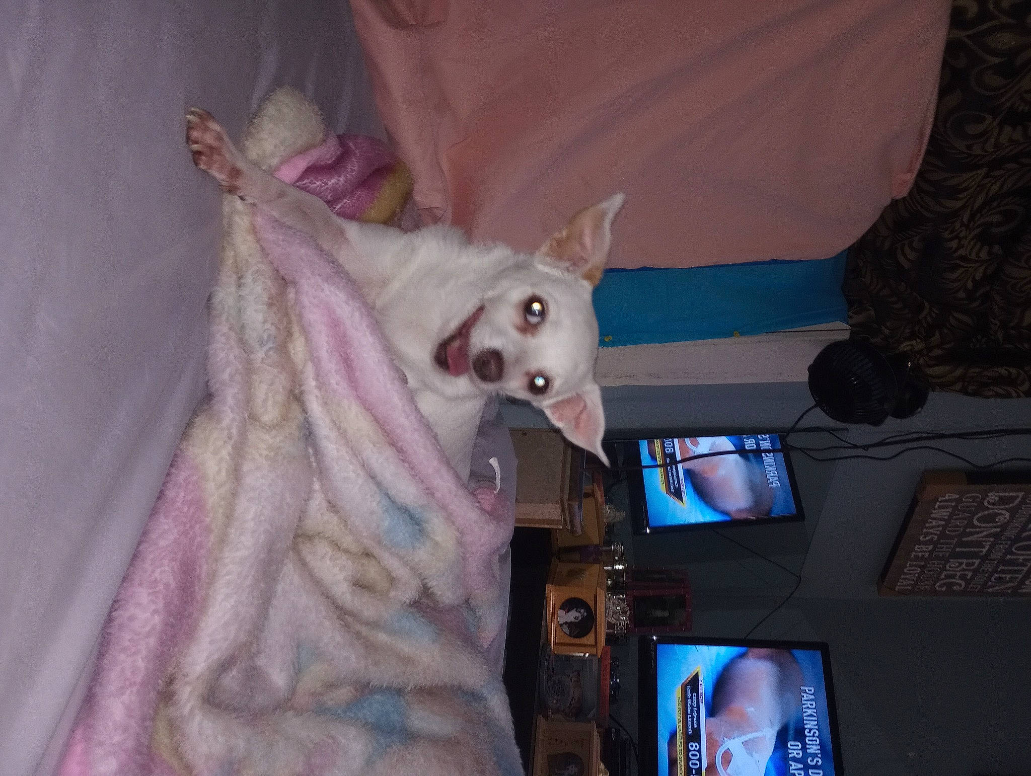 Angel joined the competition — help win amazing prizes! bed, canidae, companion_dog, costume, dog, dog_breed, fawn, felidae, fun, fur, magenta, mythical_creature, purple, room, small_to_medium_sized_cats, stuffed_toy, tail, toy, toy_dog, whiskers