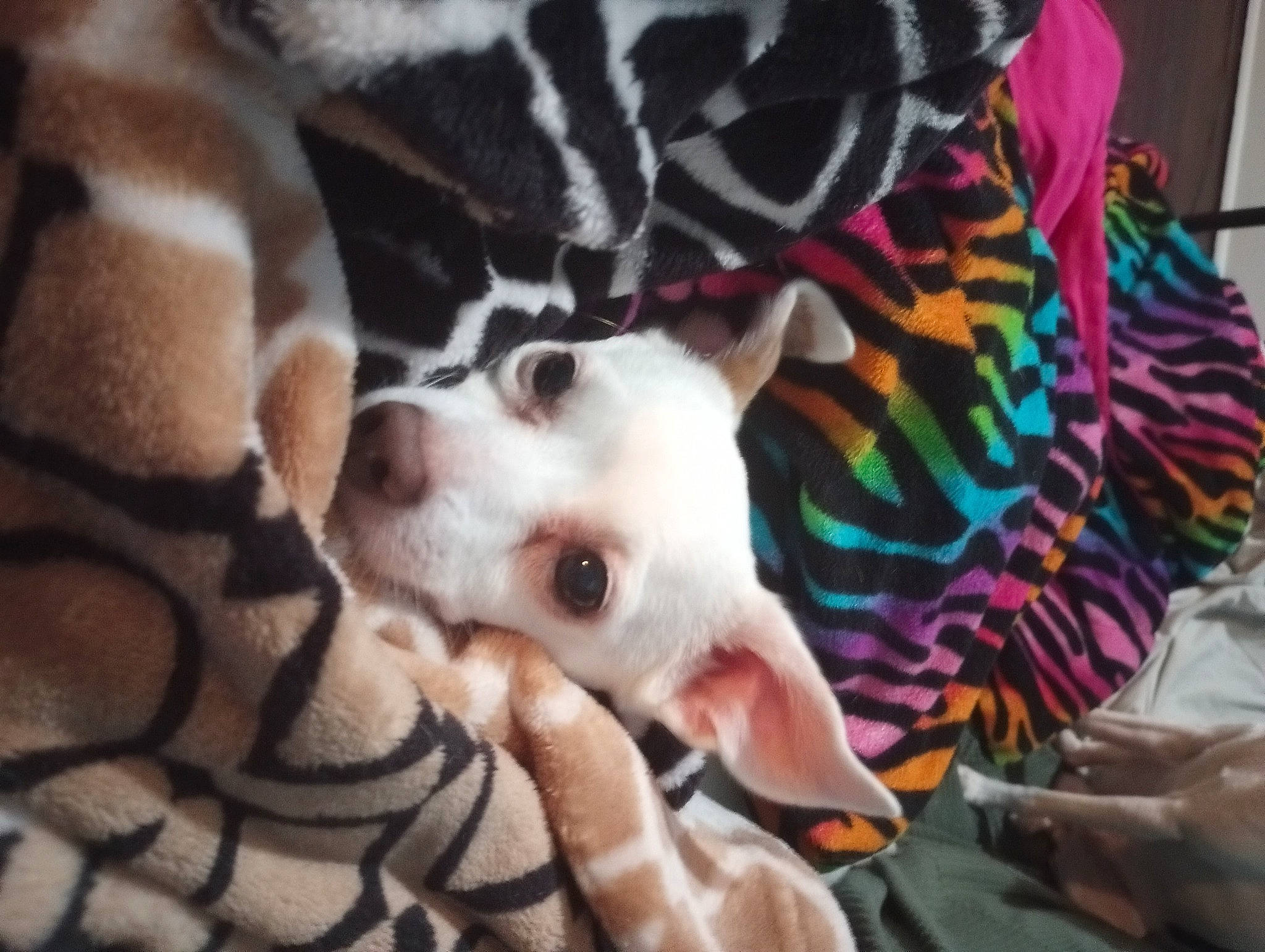 Angel joined the competition — help win amazing prizes! canidae, carnivore, comfort, companion_dog, dog, dog_breed, dog_supply, fawn, felidae, fur, non_sporting_group, pattern, paw, snout, sporting_group, tail, terrestrial_animal, toy_dog, whiskers, working_animal