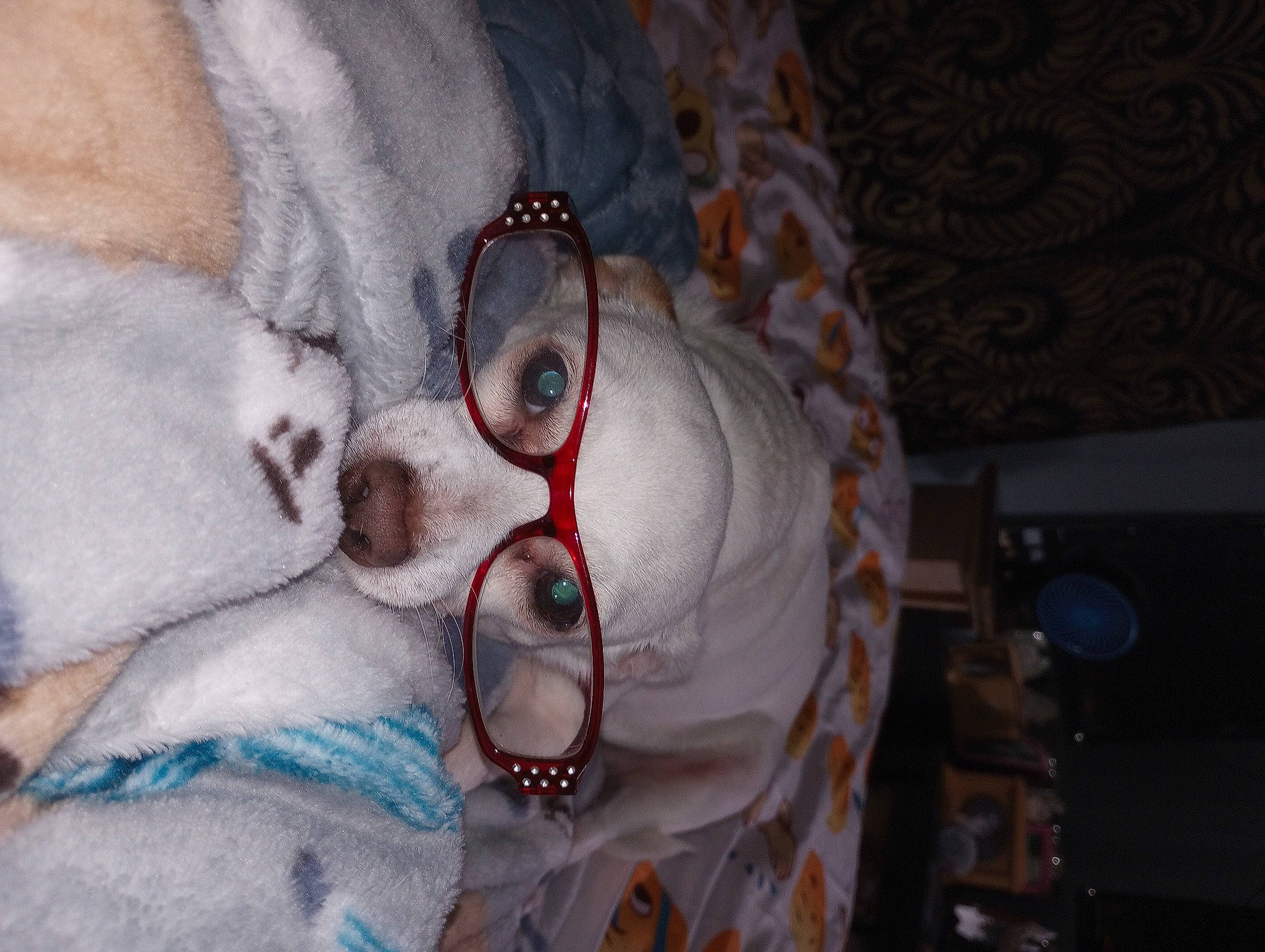 Angel is registered to the contest to win money with this photo: abdomen, chest, event, eyewear, fashion_accessory, flesh, fur, jewellery, linens, stuffed_toy, tail, wool