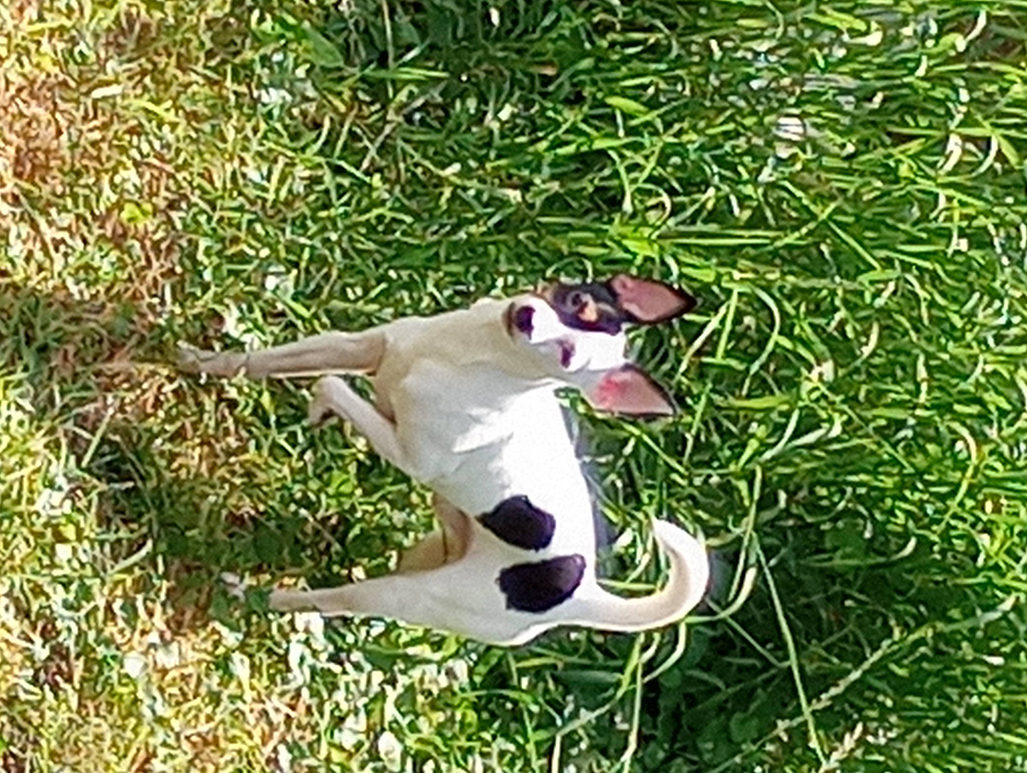 Riley is registered to the contest to win money with this photo: beak, canidae, carnivore, companion_dog, dog, dog_breed, eyewear, fawn, grass, grassland, happy, people_in_nature, plant, seabird, sporting_group, sunglasses, tail, terrestrial_animal, wildlife, wing