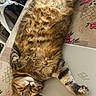 animal, bed, bedspread, belly, cat, cute, fluffy, fur, indoor, laptop, lying_down, paws, pet, portrait, relaxed, sleeping, smartphone_screenshot, tabby_cat, upside_down, whiskers