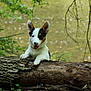 Mugsy is registered to the contest to win money with this photo: puppy, dog, tricolor, ears, tongue, log, forest, nature, greenery, plants, tree_bark, outdoor, animal, pet, cute, playful, young_dog, smiling, wood, leaf