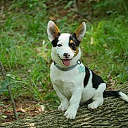 Mugsy is registered to the contest to win money with this photo: puppy, dog, animal, outdoor, forest, greenery, log, nature, cute, pet, sitting, tongue_out, ears, collar, tag, playful, young, happy, fur, canine