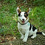 puppy, dog, animal, outdoor, forest, greenery, log, nature, cute, pet, sitting, tongue_out, ears, collar, tag, playful, young, happy, fur, canine