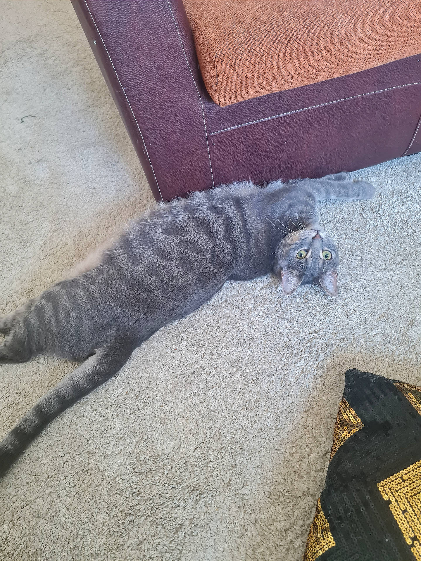 Nana participe au concours pour gagner de l'argent avec cette photo : abyssinian, animal, architecture, building, cat, couch, cushion, egyptiancat, furniture, hardwood, homedecor, indoors, kitten, livingroom, manx, person, pet, room, sleeping, wood