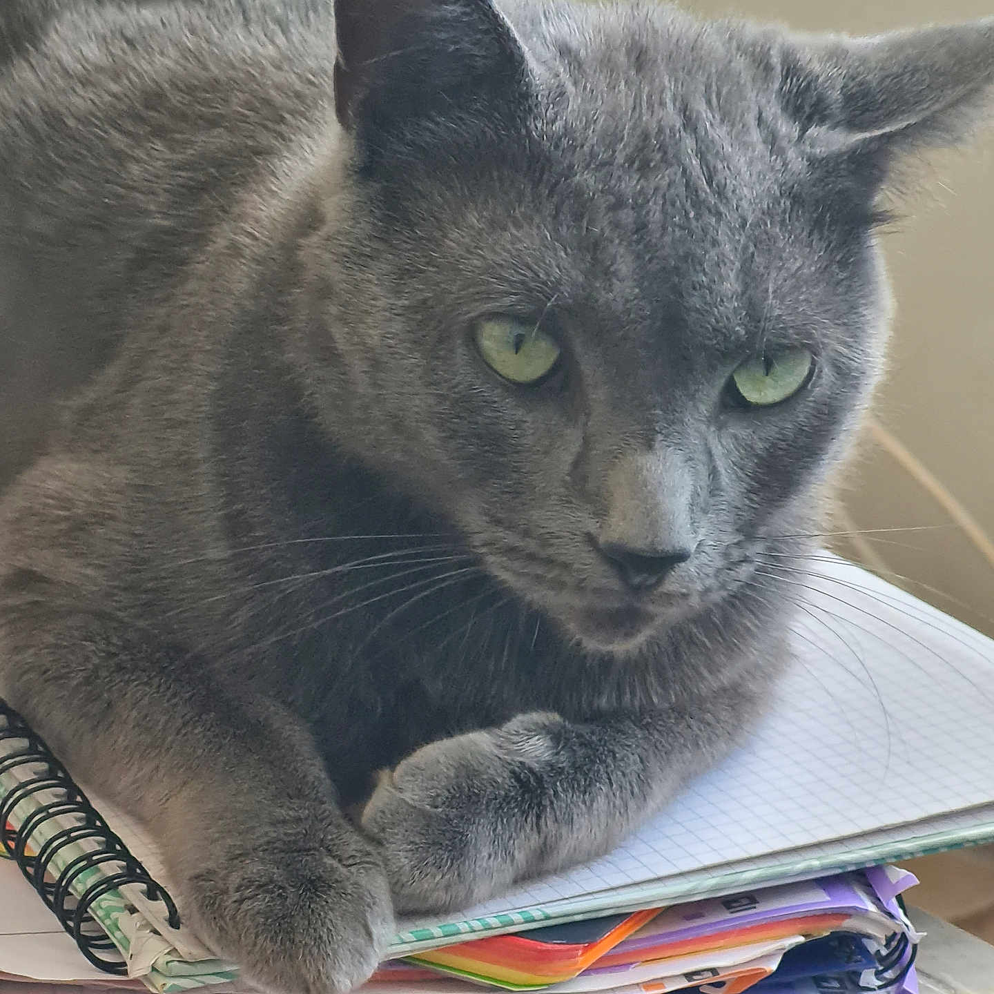 Jean Jean participe au concours pour gagner de l'argent avec cette photo : abyssinian, animal, book, bookcase, cat, desk, egyptiancat, furniture, kitten, manx, pencil, person, pet, plywood, publication, reading, shelf, table, text, wood